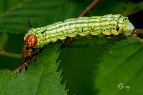 Rosy Maple Moth Life Cycle Free Shipping | www.gbu-presnenskij.ru