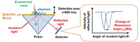 Principle of SPR sensor. Surface plasmon resonance (SPR) sensors detect ...