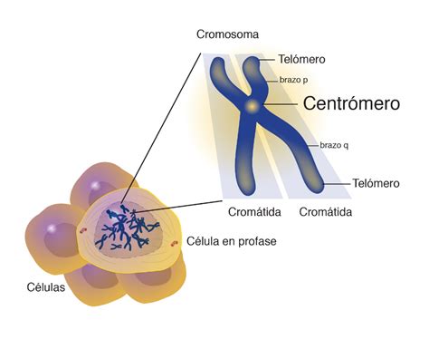 Centrómero | NHGRI | Evaluacion diagnostica preescolar, Mitosis y ...