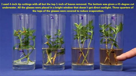 How To Root A Cutting In Water