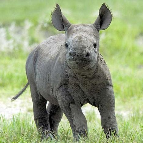 Baby Rhino - Rhinos Photo (20108331) - Fanpop