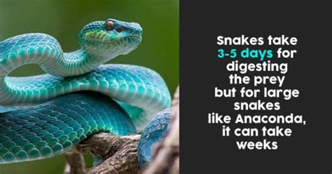 10 Interesting Snake Facts That Are Hard To Guess - RVCJ Media