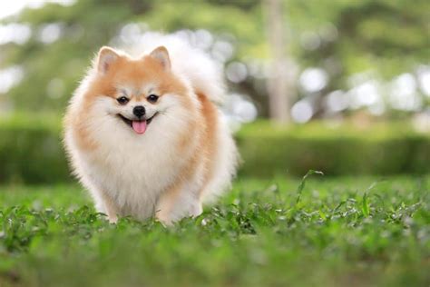 The Pomeranian Dog Breed: Everything You Need to Know