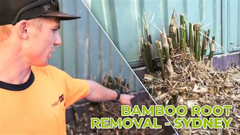 BAMBOO ROOTS REMOVAL SYDNEY - Complete Bamboo Root Removal - YouTube