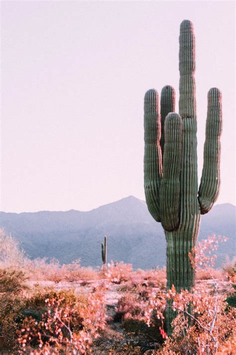 Cactus Aesthetic Wallpapers - Wallpaper Cave