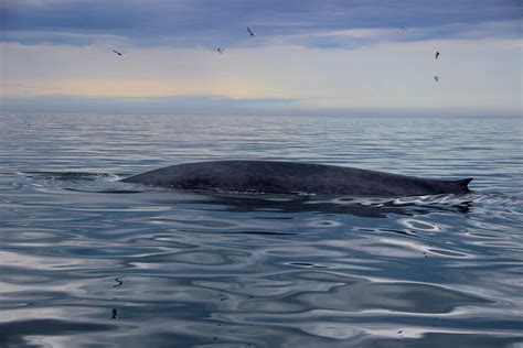 Blue Whale | Gentle Giants Whale Watching Husavik Iceland