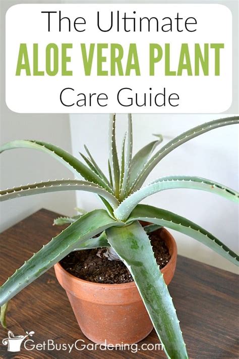 Aloe Vera Plant Care & Complete Growing Guide - Get Busy Gardening