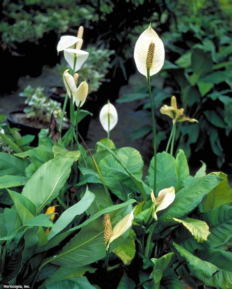 Peace Lily Care Tips | HGTV