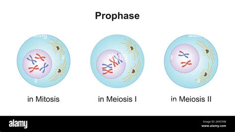 Scientific Designing of Differences Between Prophase in Meiosis and in ...