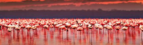 Lake Nakuru | The Amazing Lake in Lake Nakuru National Park