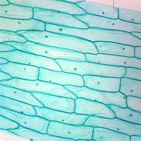 Typical Plant Cell Microscope Slides | Carolina Biological Supply