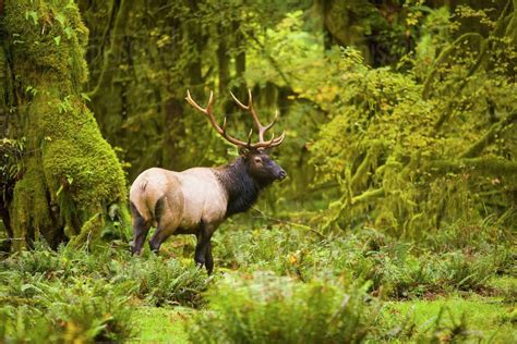 Photo D1233_17_498, from Dissolve | Elk photography, Roosevelt elk, Animals