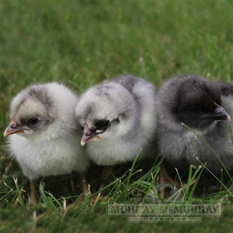 Murray McMurray Hatchery - Blue Andalusians