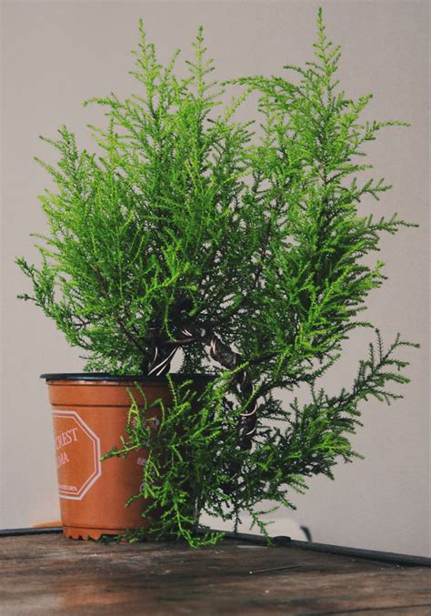 Cupressus macrocarpa ‘Goldcrest’ | Indoor garden, Bonsai, Indoor plants