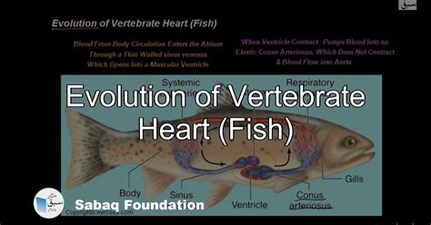 Fish Heart Chamber / The Vertebrate Heart An Evolutionary Perspective ...