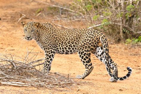 Why reports on an increase in India's leopard population aren't all ...