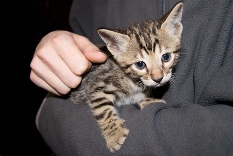 10 Surprising Facts About Savannah Cats | The Dog People by Rover.com