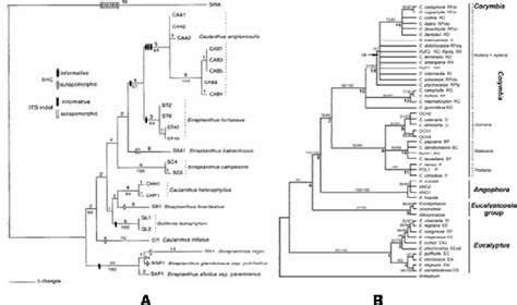 A- Phylogram; a cladogram with branch lengths. (Pepper and Norwood ...