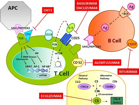 Alemtuzumab Mechanism Of Action