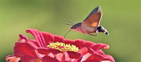 The Hummingbird Hawk-Moth | Critter Science