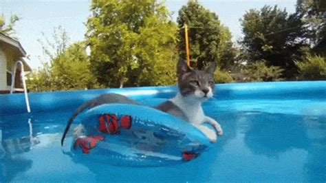 cats in pools summer gif | WiffleGif