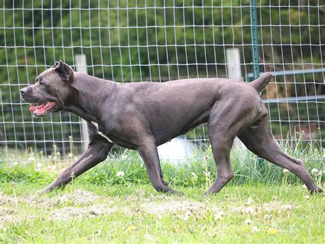 Cane Corso Size - Height and Weight — Solterra Cane Corso