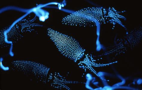 Bioluminescent Firefly Squid