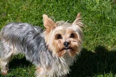 Yorkie Growth & Weight Chart: Puppy to Adult Size Guide | Hepper