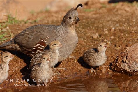 Gambel's quail, chicks and female, Callipepla gambelii photo, Amado ...