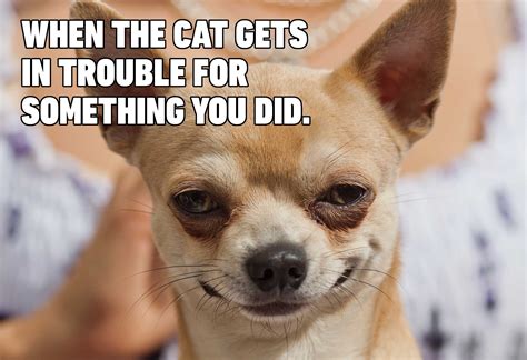 Hilarious Dog Memes You'll Laugh at Every Time | Reader's Digest