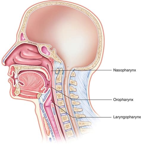 Healthy Upper Airway Of Child | ubicaciondepersonas.cdmx.gob.mx