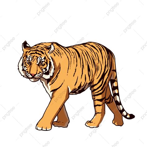 gambar harimau kartun berwarna - Donna Watson