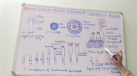 Agaricus- Internal Structure of Basidiocarp and development of Basidium ...