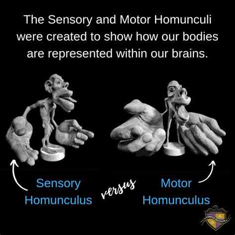 The Clinical Applications of the Homunculus - Carrick Institute