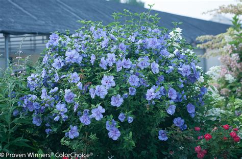 Pruning Rose of Sharon | Plant Addicts