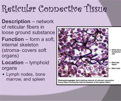 Reticular connective tissue - Brainly.in