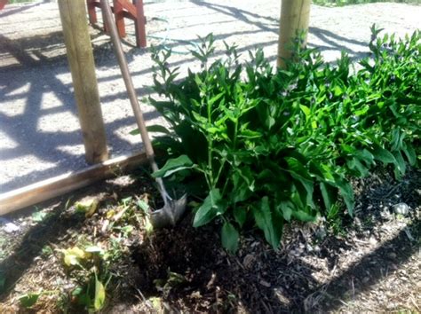 Divide and Conquer- Multiplying Comfrey by Root Cuttings - ABC Acres