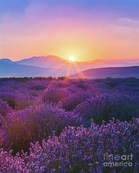 Lavender Field At Sunset by Serts