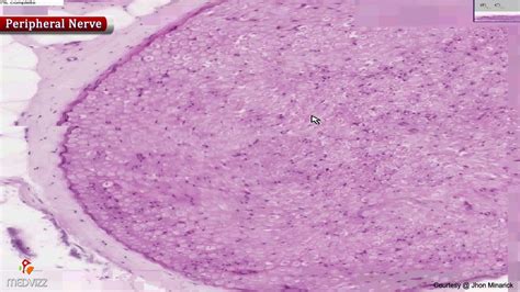 Peripheral Nerve Histology Cross Section