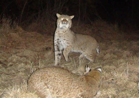 two bobcats in central Pa. | Central pa, Pottsville, Hometown