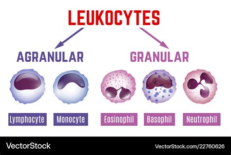 Leukocytes scheme image Royalty Free Vector Image