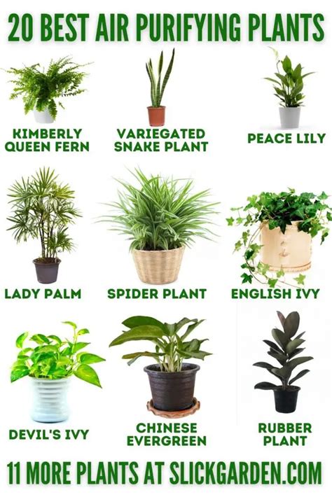 20 BEST AIR PURIFYING PLANTS – Slick Garden