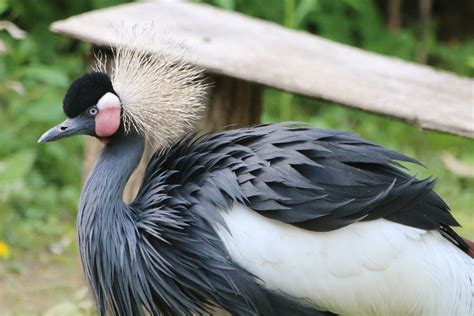 West-African Black Crowned Crane - Roger Williams Park Zoo