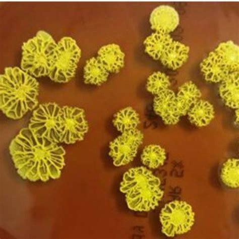 Microbiology Dr.Soleimani on Instagram: “Kocuria rhizophila is a soil ...