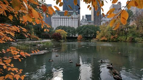 Interactive map tracks Central Park's peak fall foliage