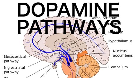 Dopamine Pathways Diagram - Jule im Ausland