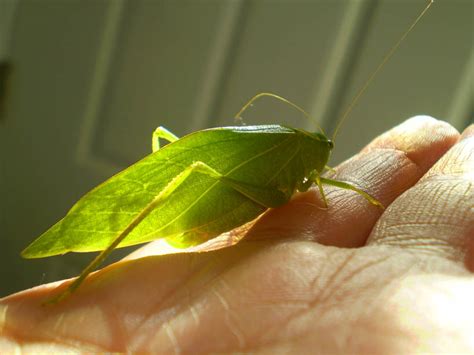 Green Jean: leaf bug