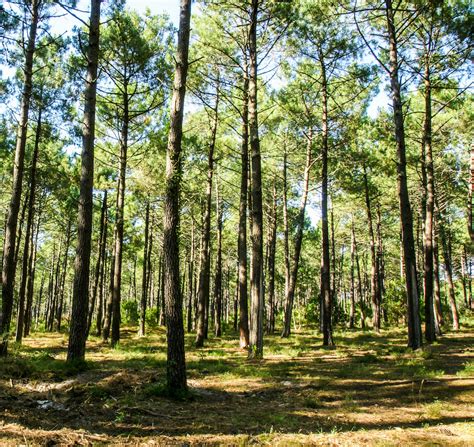 La forêt - définition, régions et départements, propriétaires, composition