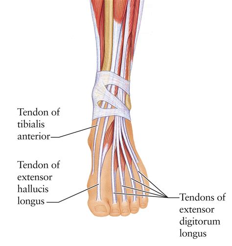 Human Anatomy for the Artist: June 2011