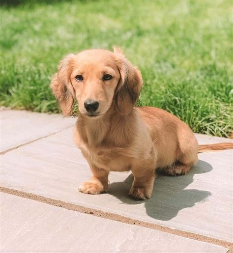 mini dachshund 🤍 | Long haired miniature dachshund, Golden retriever ...